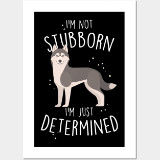 Husky Dog Not Stubborn Just Determined Grey Siberian Husky Posters and Art
